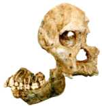 Skull fragments found at Sterkfontein