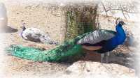 Peacocks at  Rooihuiskraal terrain